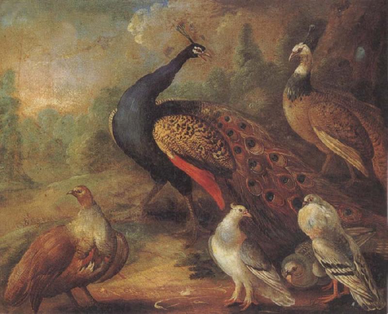 Marmaduke Cradock Peacock and Partridge oil painting image